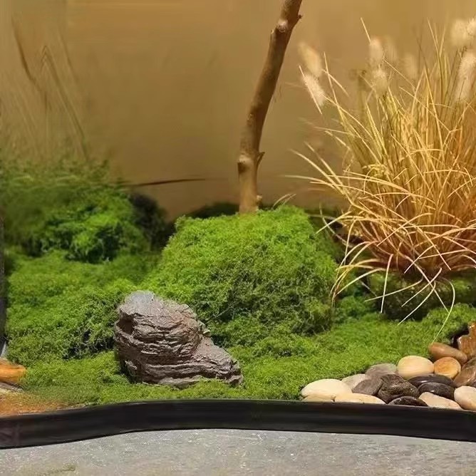 200 グラム永遠の命苔 DIY 工芸品草人工緑植物ホームル - Bonsai Garden Ideas のレビューと価格