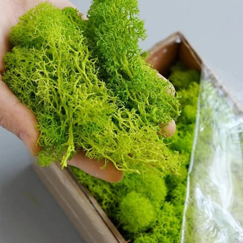 100/200/500 グラム永遠の命苔 DIY 工芸草人工 - Bonsai Garden Ideas のレビューと価格