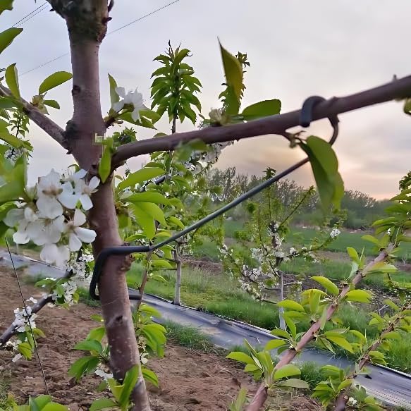 調整可能な果樹の枝整形器、側枝の曲げとトレーニング用、盆栽、 - Bonsai Gardening のレビューと価格