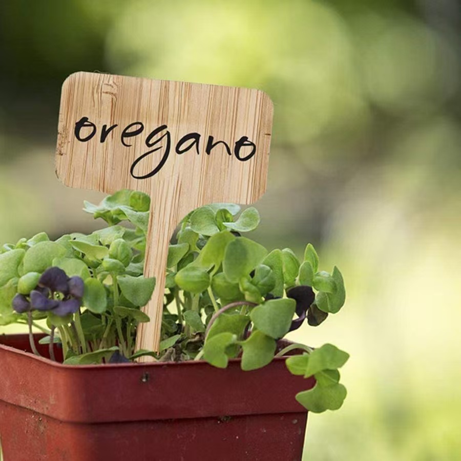 盆栽の木のキット,植物ラベル,ミニ多肉植物,黄麻布のポット, - Bonsai Garden Grow Kit のレビューと価格